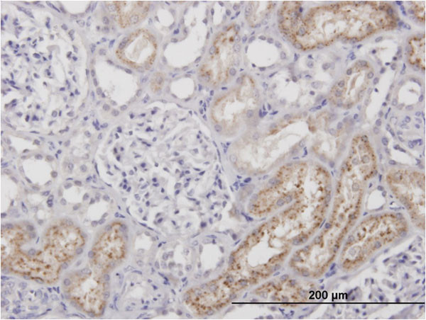 AMBP Antibody in Immunohistochemistry (Paraffin) (IHC (P))