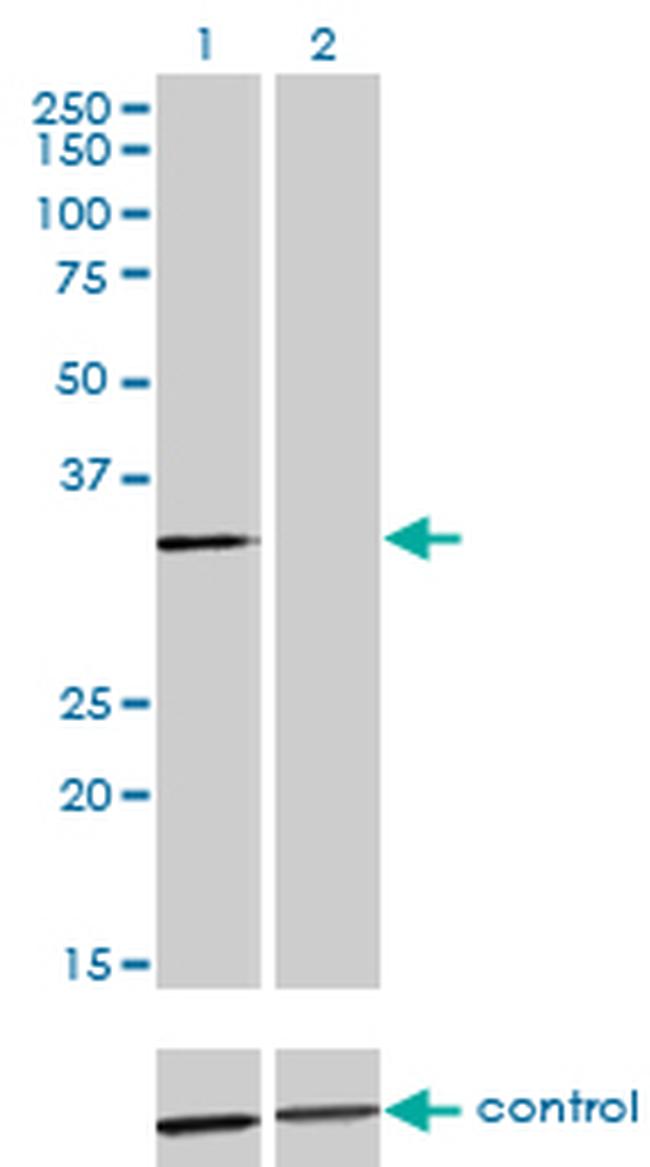 ANXA3 Antibody in Western Blot (WB)