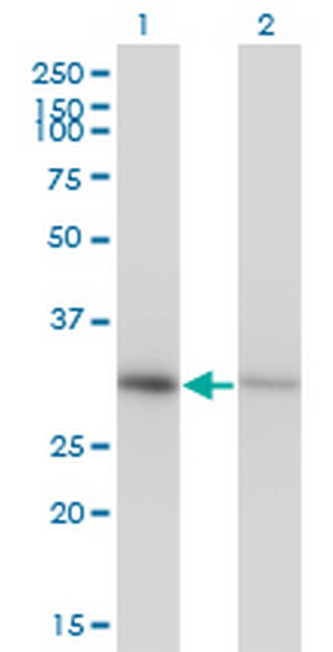 ANXA4 Antibody in Western Blot (WB)