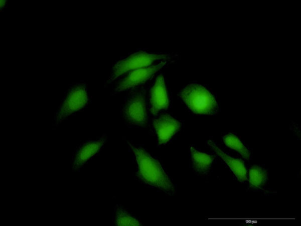 ANXA5 Antibody in Immunocytochemistry (ICC/IF)