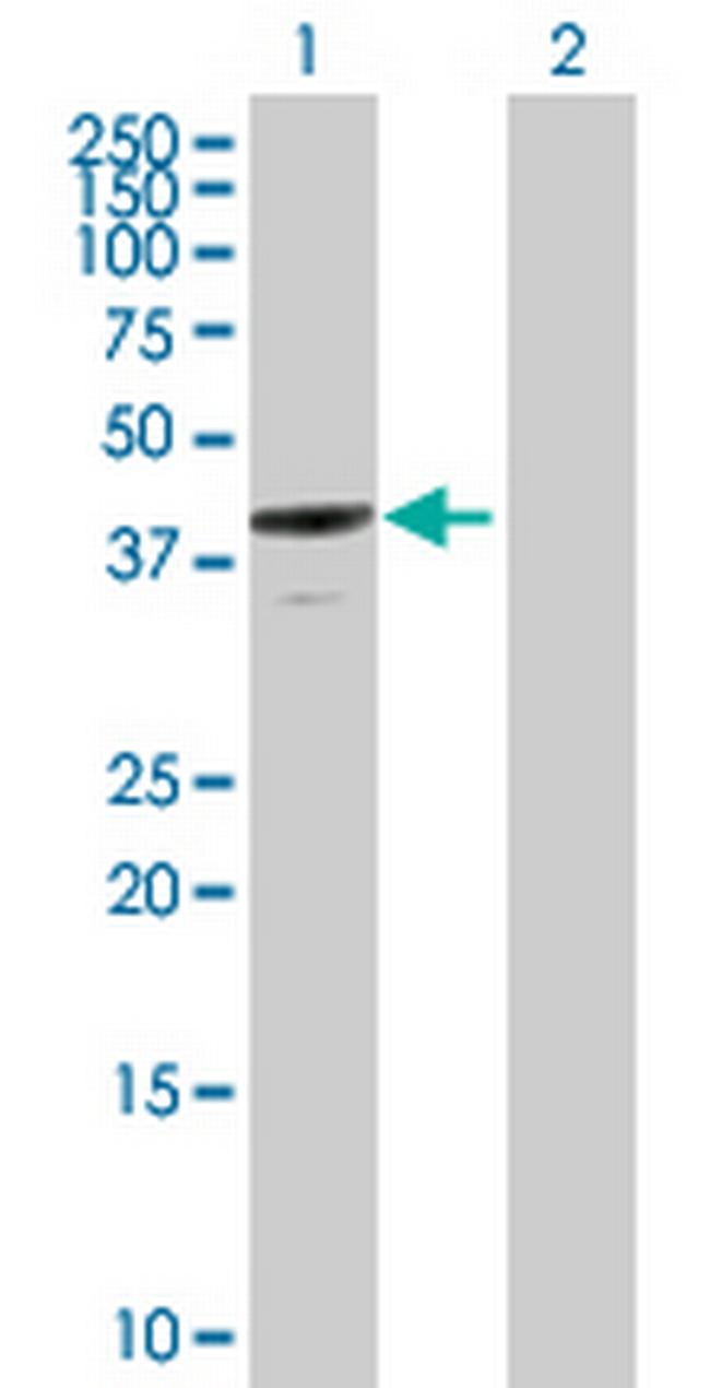 ANXA13 Antibody in Western Blot (WB)