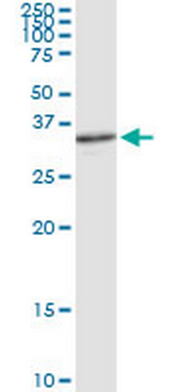 APEX1 Antibody in Western Blot (WB)