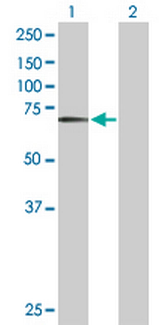 BIRC3 Antibody in Western Blot (WB)
