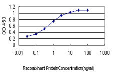 BIRC5 Antibody in ELISA (ELISA)