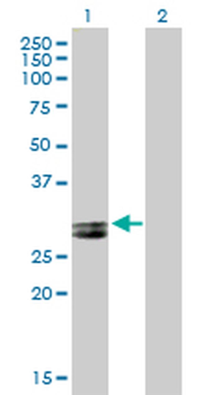 APOA1 Antibody in Western Blot (WB)