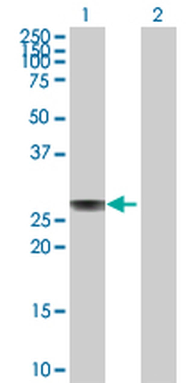 APOA1 Antibody in Western Blot (WB)