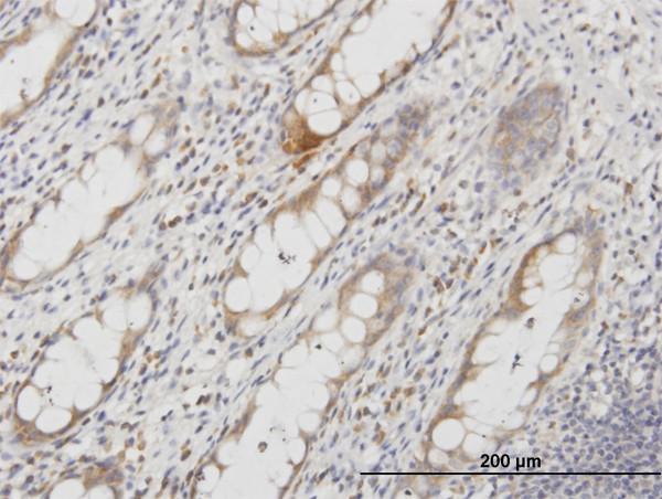 AQP8 Antibody in Immunohistochemistry (Paraffin) (IHC (P))
