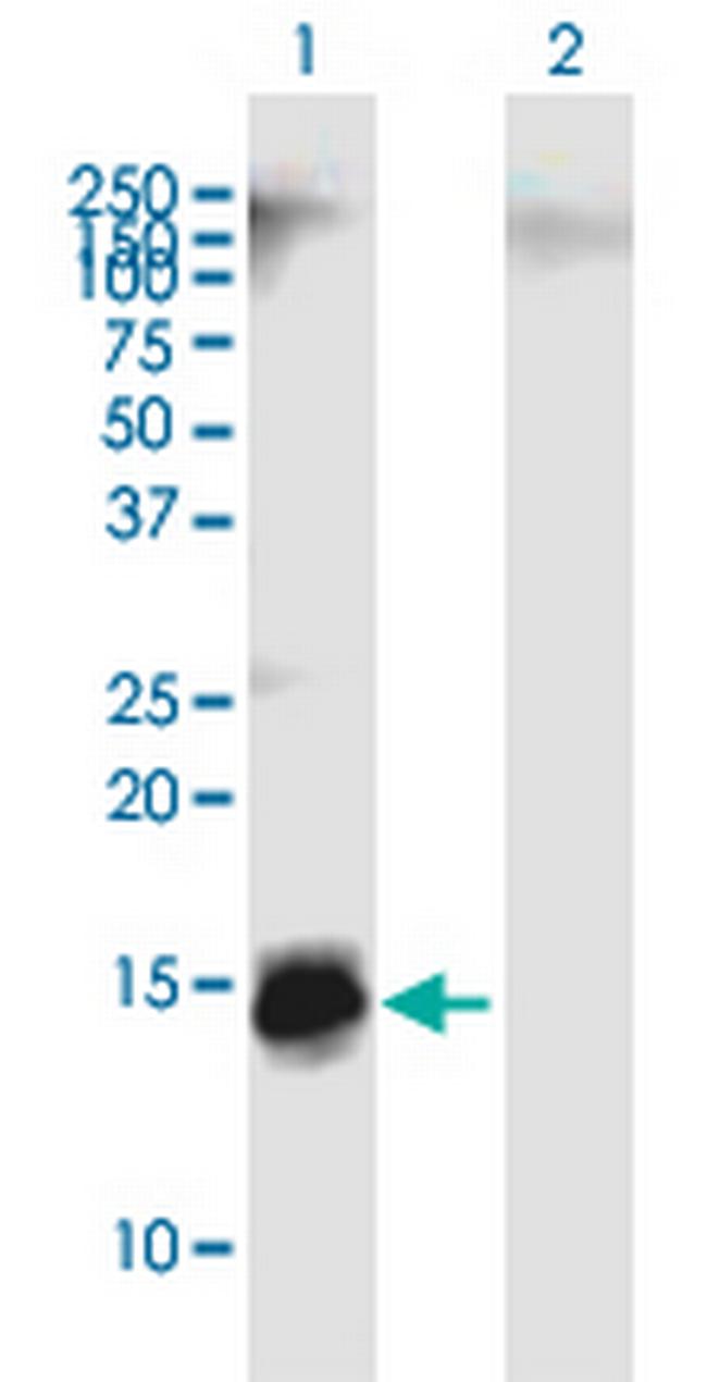 APOC4 Antibody in Western Blot (WB)