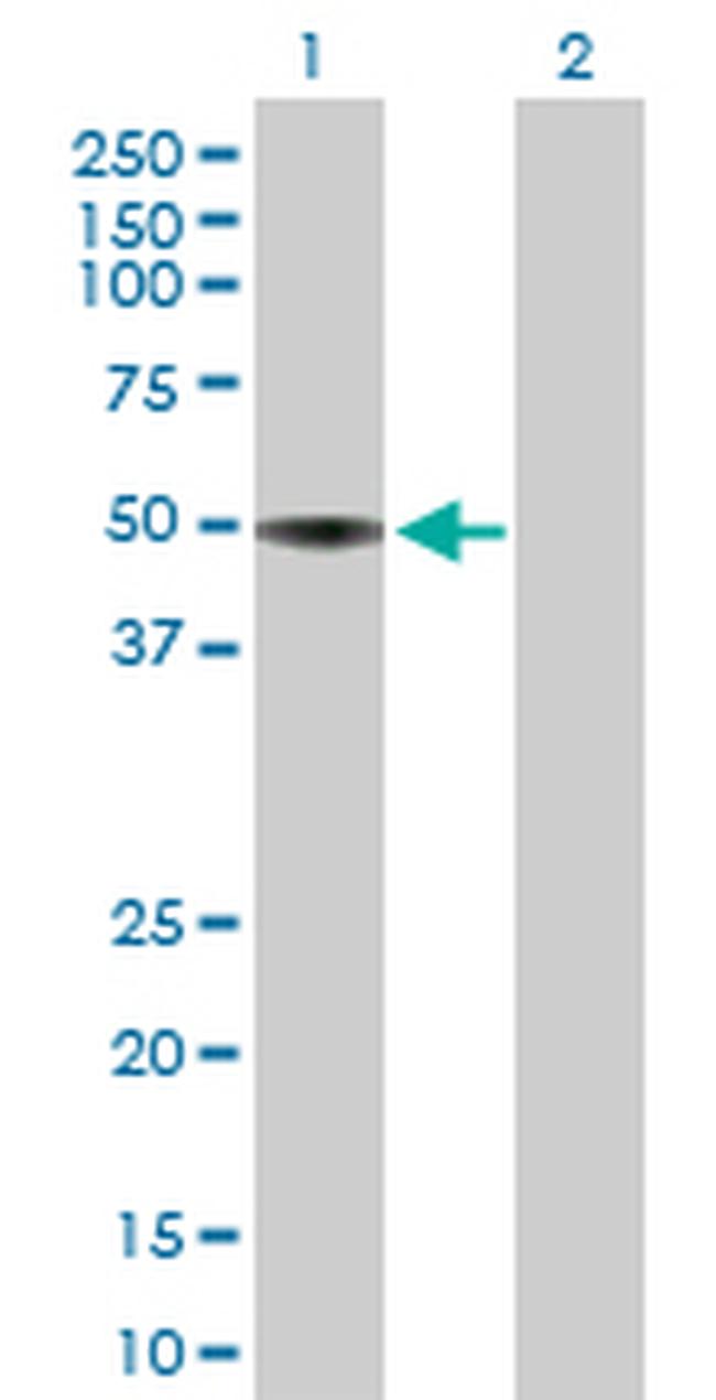 APOH Antibody in Western Blot (WB)