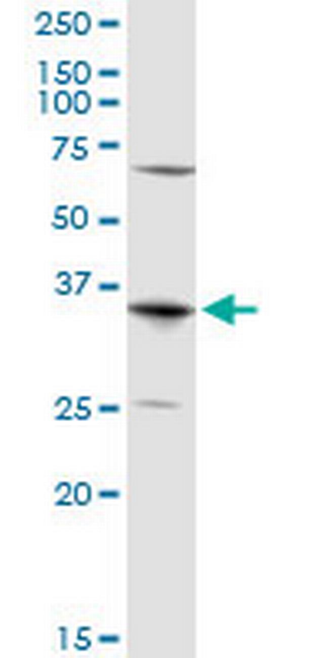 AQP7 Antibody in Western Blot (WB)