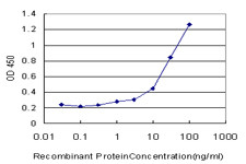 RHOH Antibody in ELISA (ELISA)