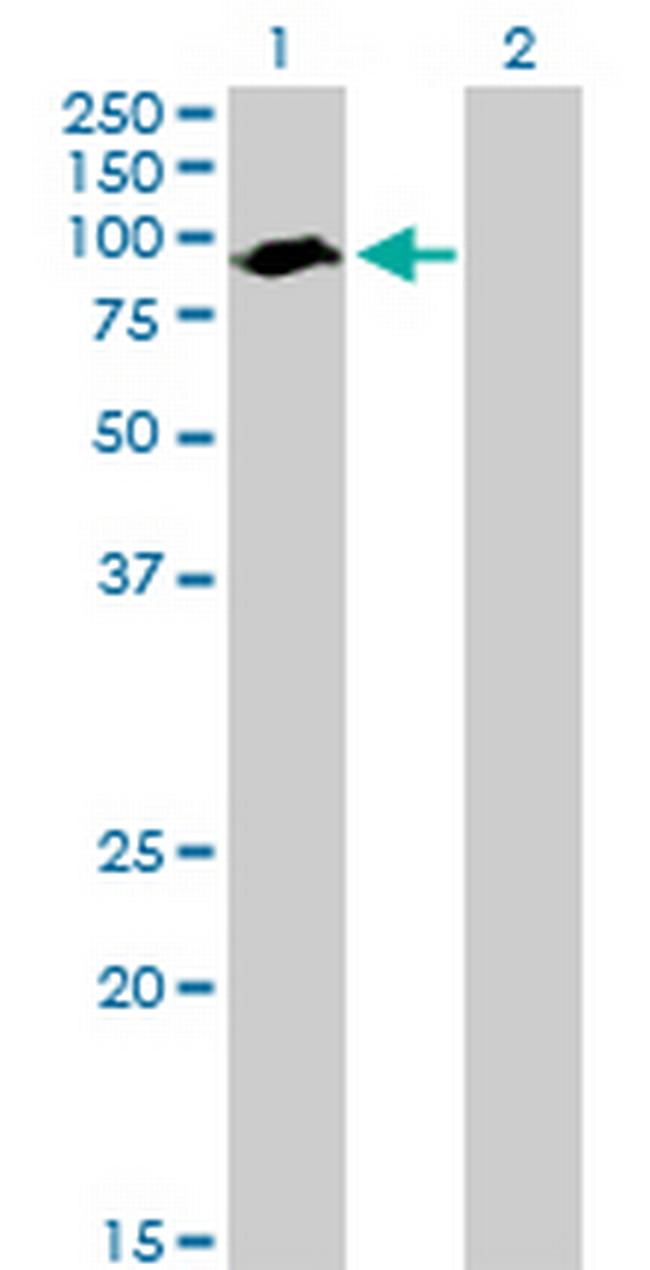 ARNTL Antibody in Western Blot (WB)