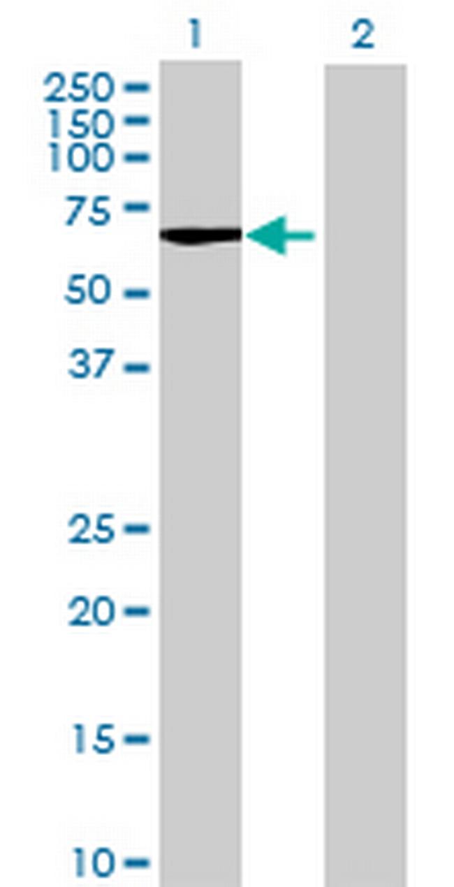 ARSF Antibody in Western Blot (WB)