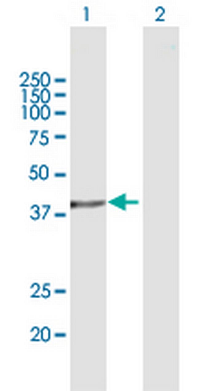 ASNA1 Antibody in Western Blot (WB)