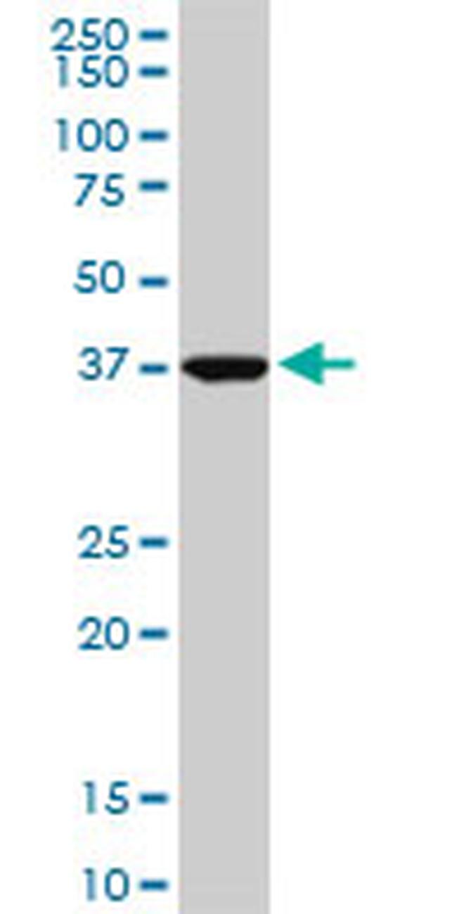ASNA1 Antibody in Western Blot (WB)