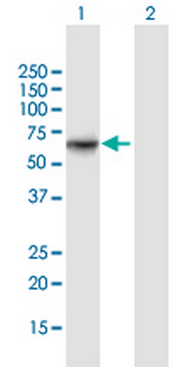 ATIC Antibody in Western Blot (WB)