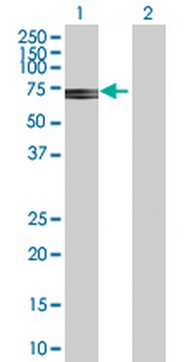 ATIC Antibody in Western Blot (WB)