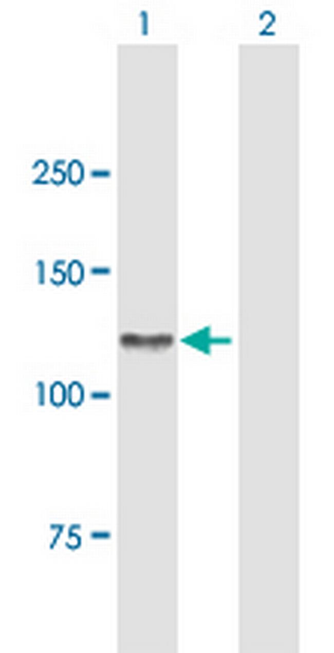 AXL Antibody in Western Blot (WB)