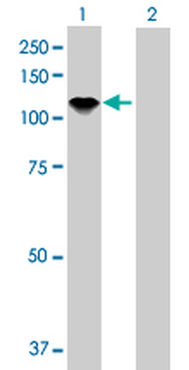 AXL Antibody in Western Blot (WB)
