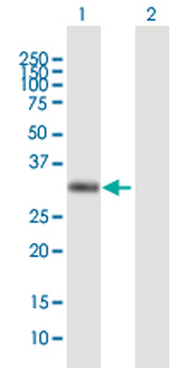 AZGP1 Antibody in Western Blot (WB)