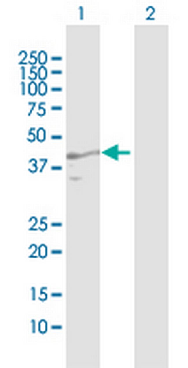 AZGP1 Antibody in Western Blot (WB)