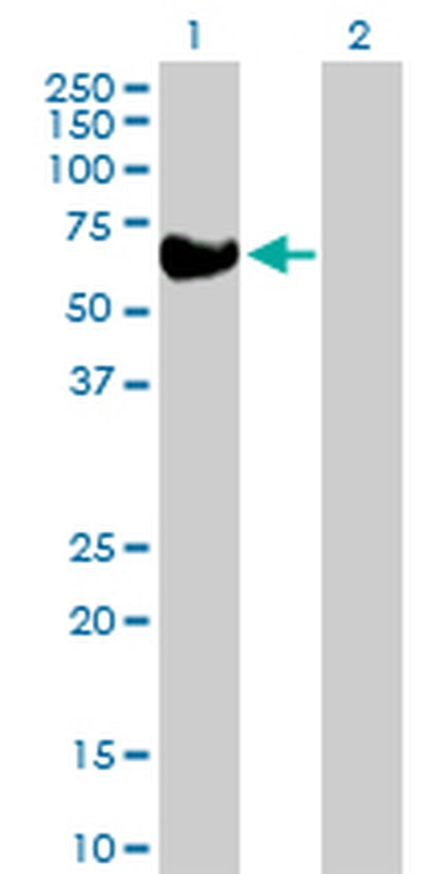 BLK Antibody in Western Blot (WB)