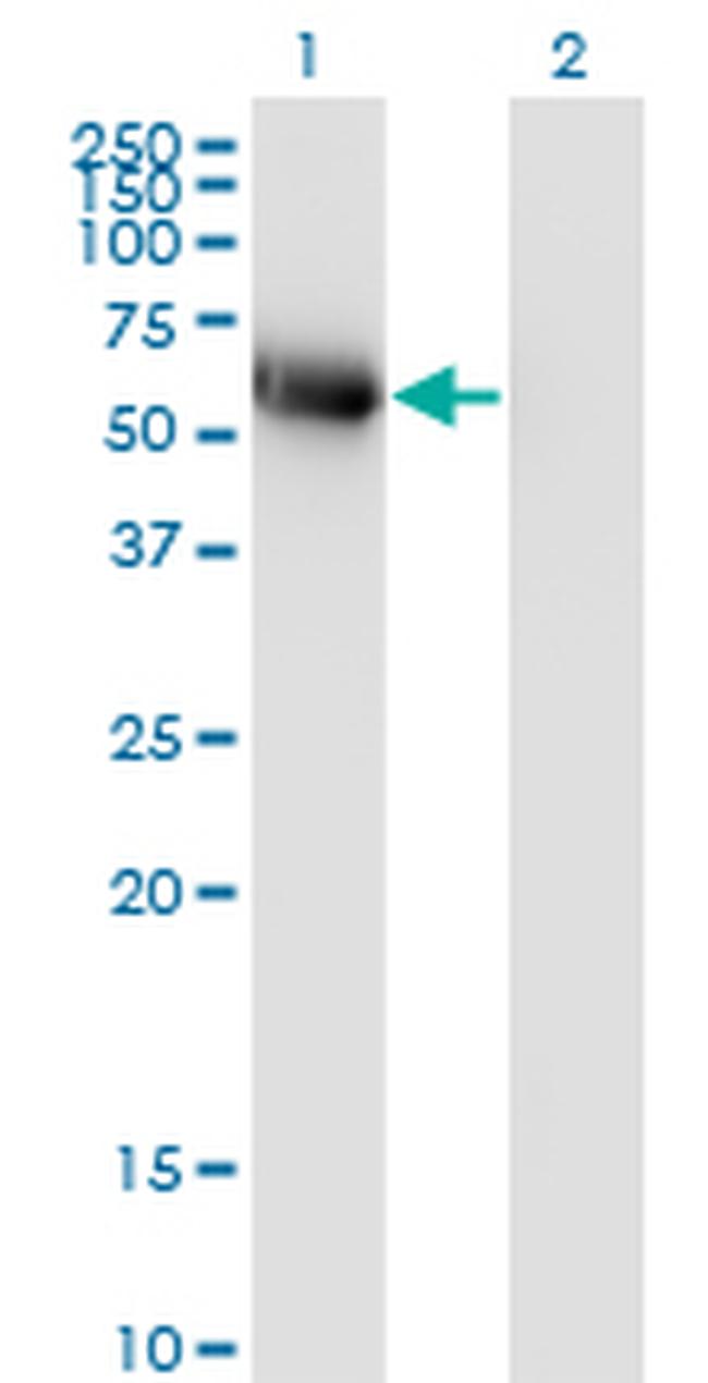 BLK Antibody in Western Blot (WB)