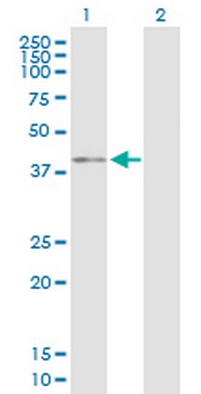 BMI1 Antibody in Western Blot (WB)