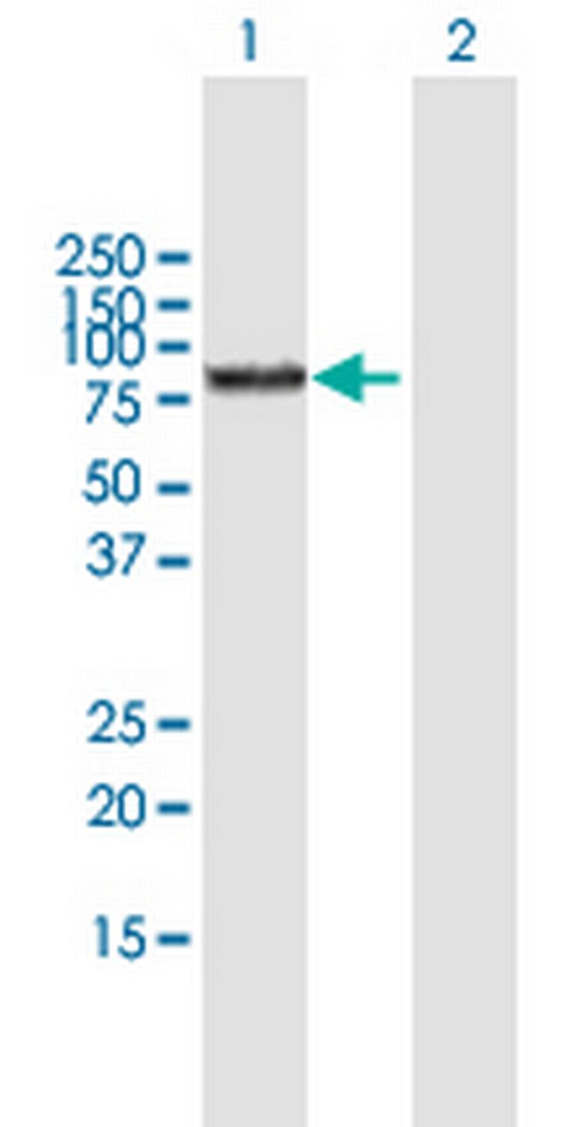 BMP1 Antibody in Western Blot (WB)
