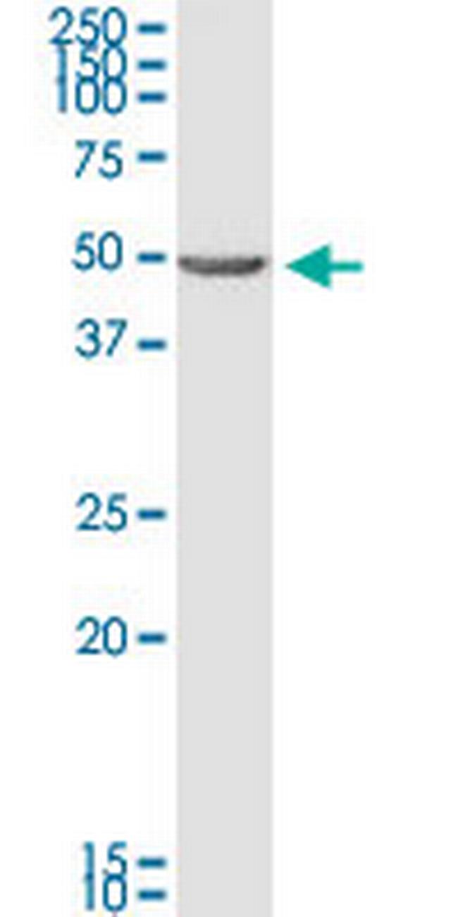BNIP2 Antibody in Western Blot (WB)