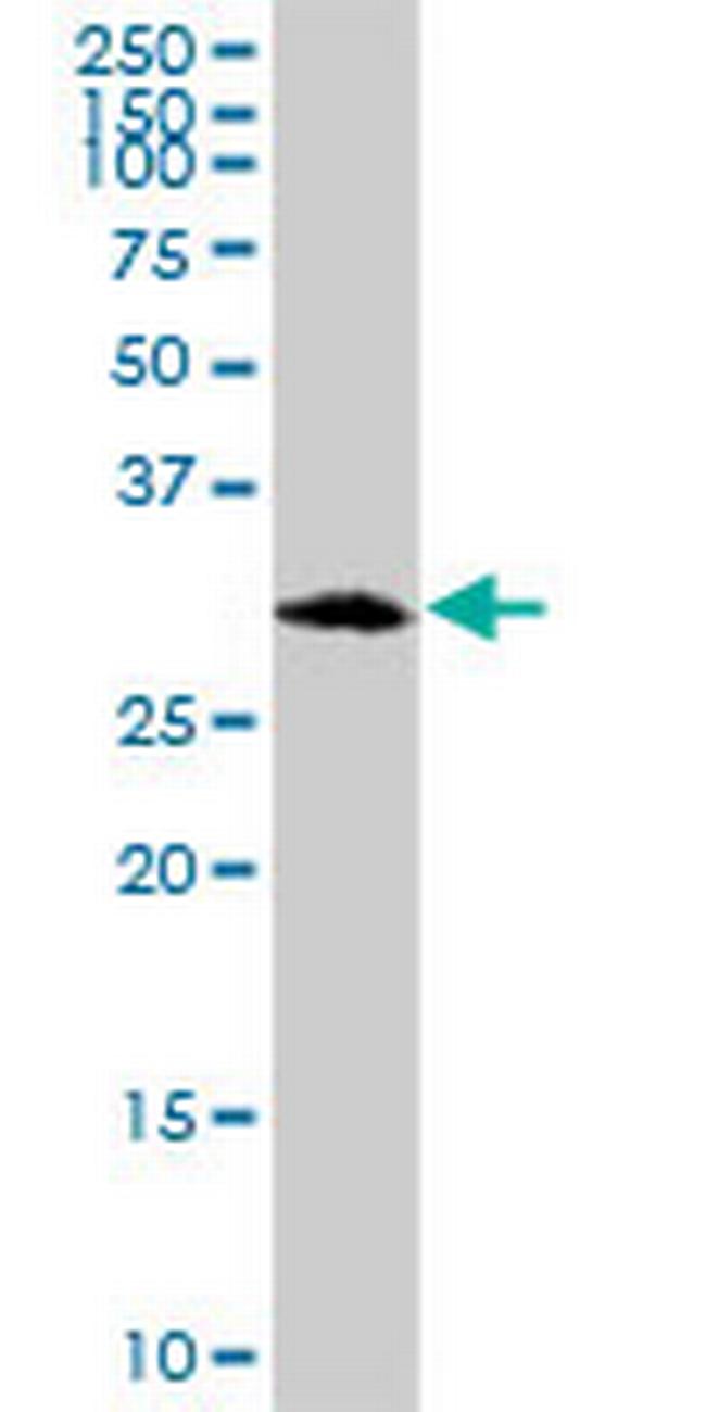 C1QBP Antibody in Western Blot (WB)