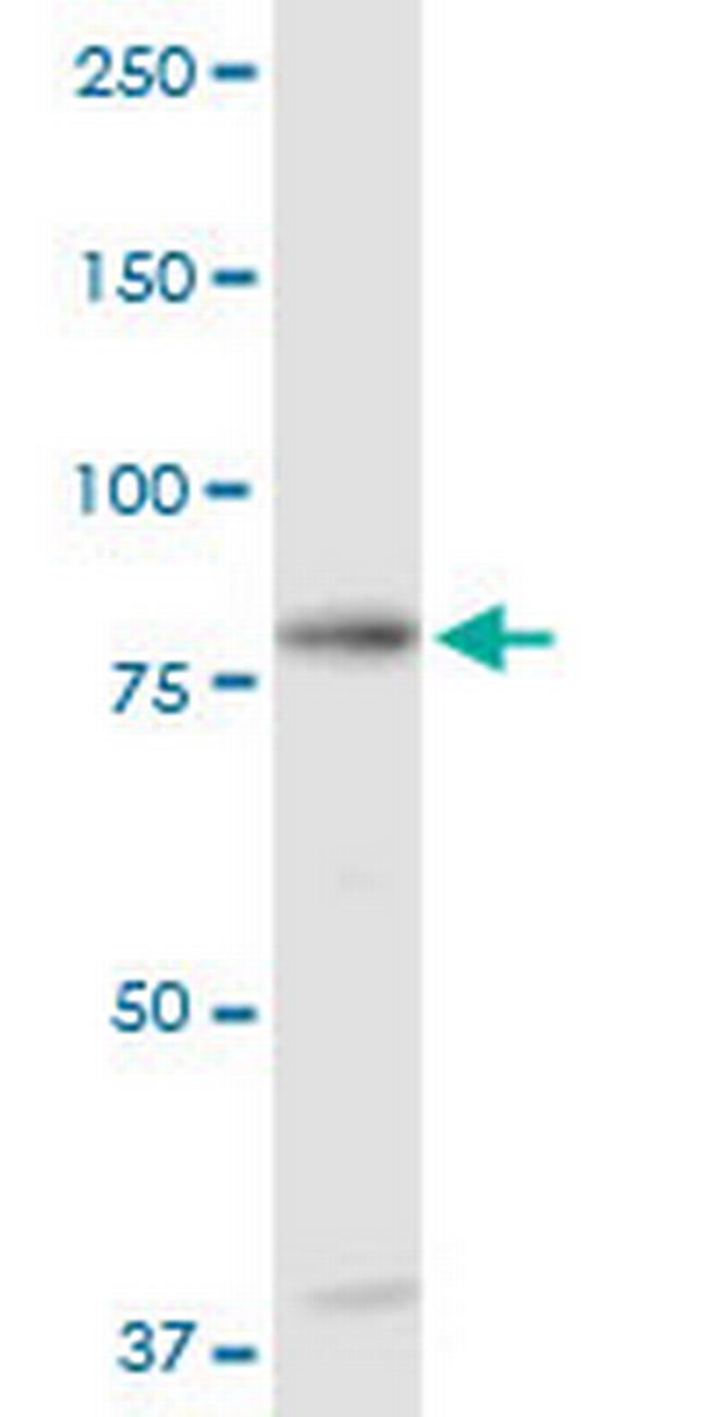 C1S Antibody in Western Blot (WB)