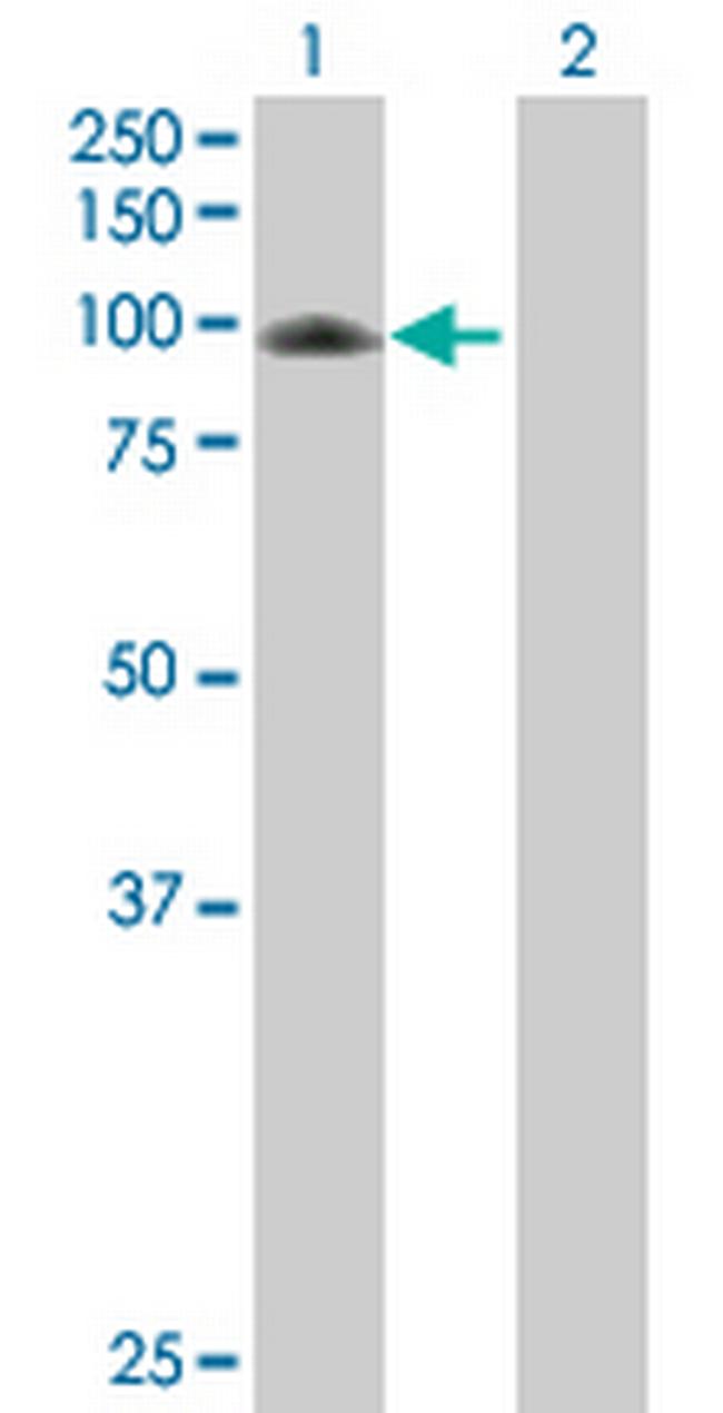 C7 Antibody in Western Blot (WB)