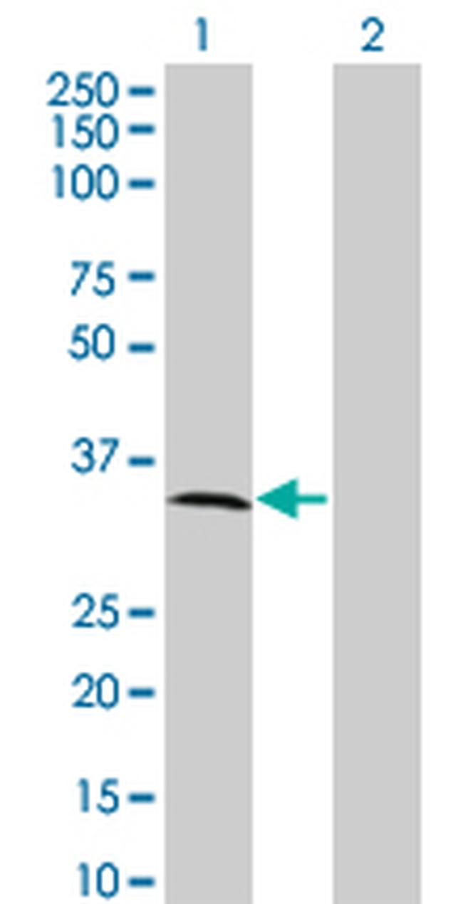 MPPED2 Antibody in Western Blot (WB)