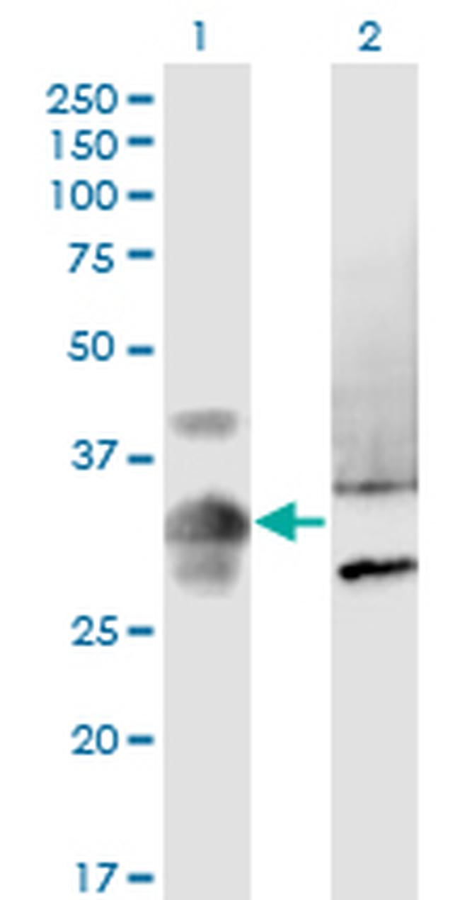 MPPED2 Antibody in Western Blot (WB)