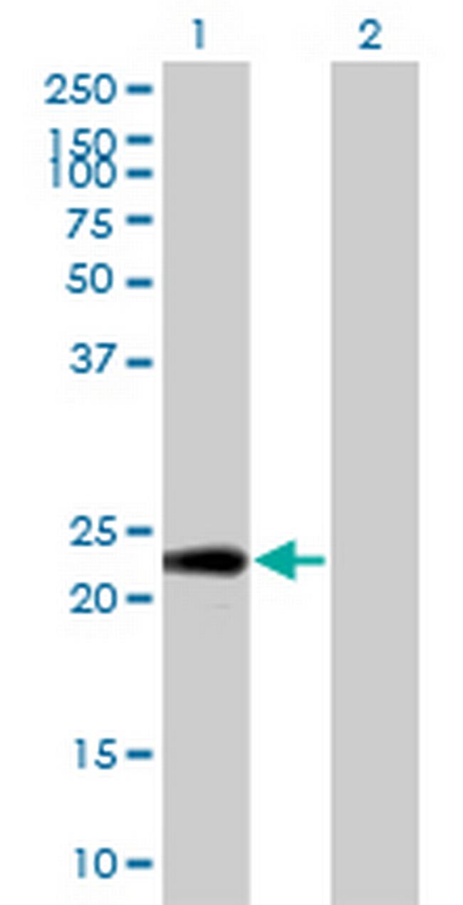 PTTG1IP Antibody in Western Blot (WB)