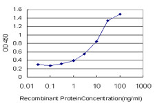 CACNA1S Antibody in ELISA (ELISA)