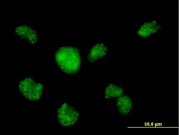 CALML3 Antibody in Immunocytochemistry (ICC/IF)