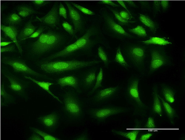 CALML3 Antibody in Immunocytochemistry (ICC/IF)