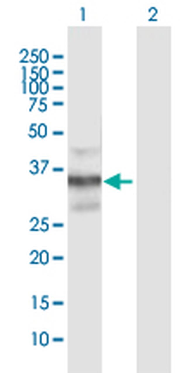CAMLG Antibody in Western Blot (WB)
