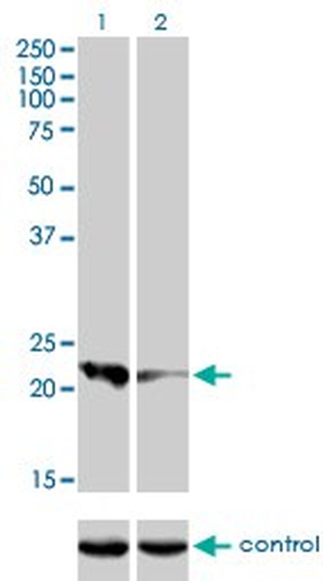 CAPS Antibody in Western Blot (WB)