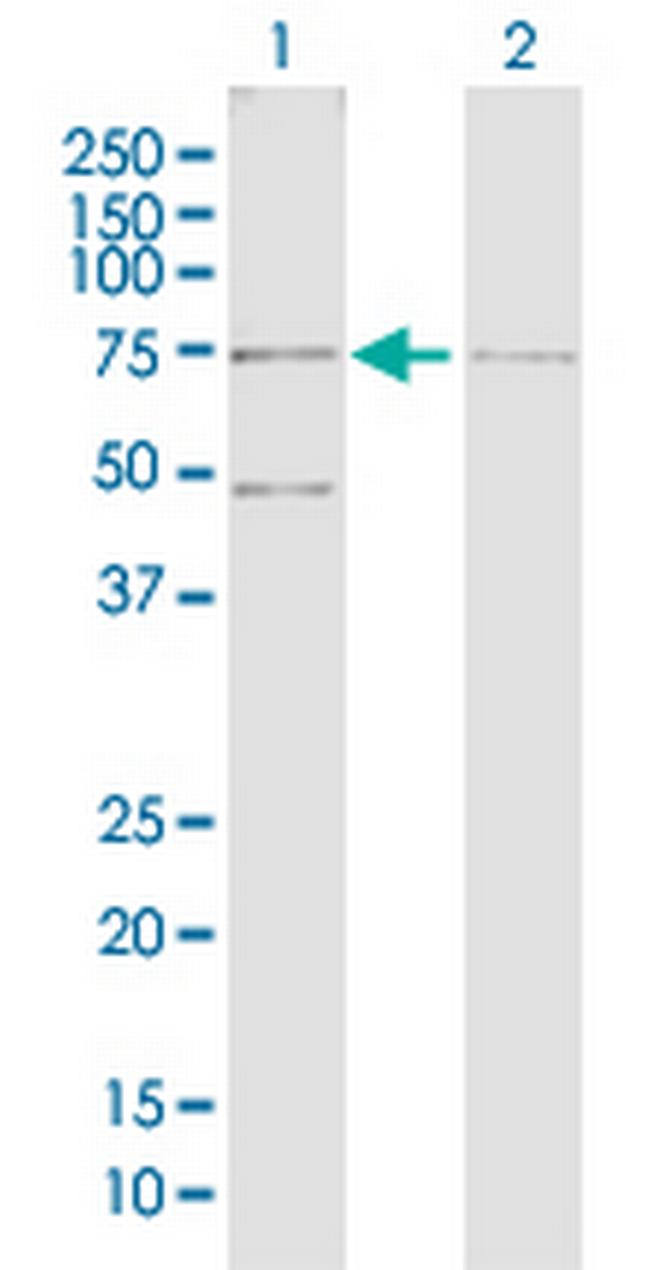 RUNX2 Antibody in Western Blot (WB)
