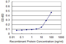 CCNG1 Antibody in ELISA (ELISA)