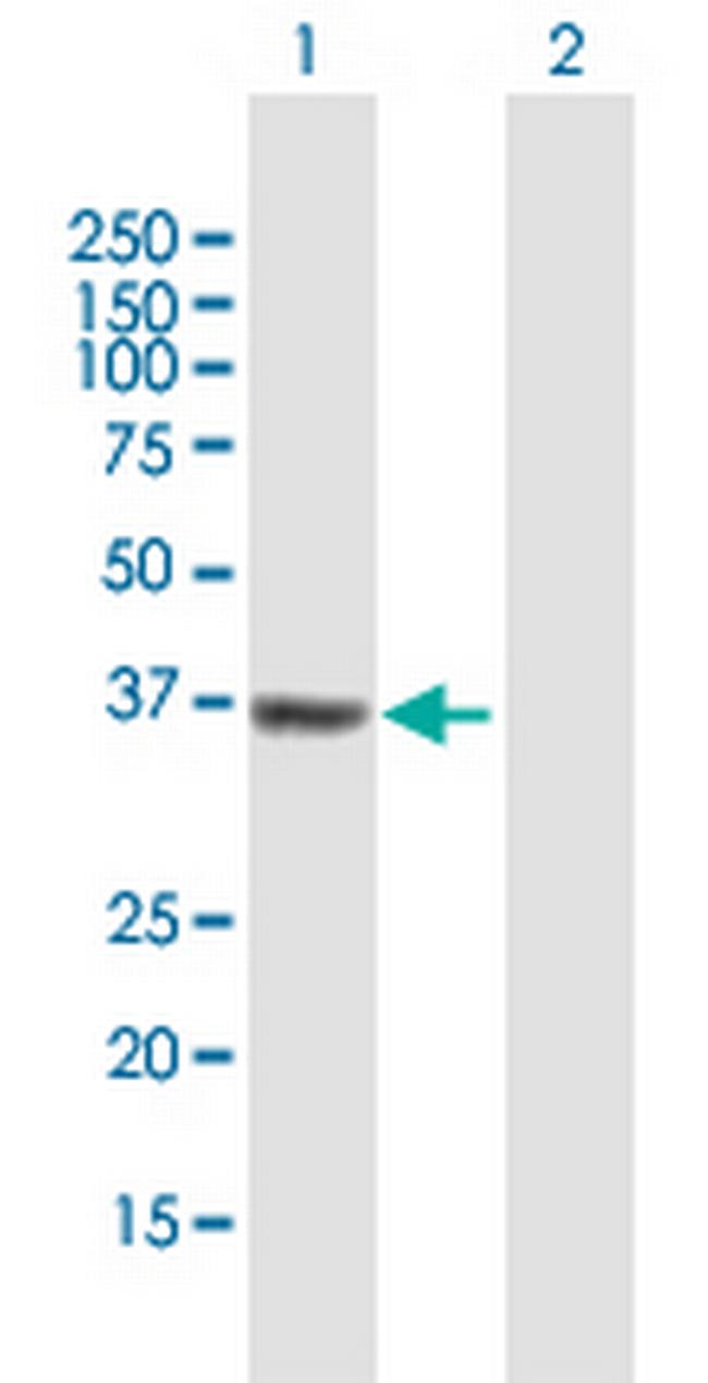 CCNH Antibody in Western Blot (WB)