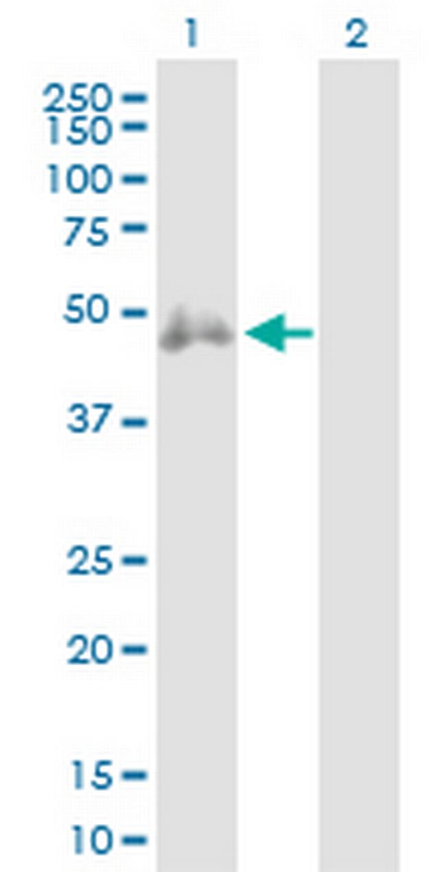 CD2 Antibody in Western Blot (WB)