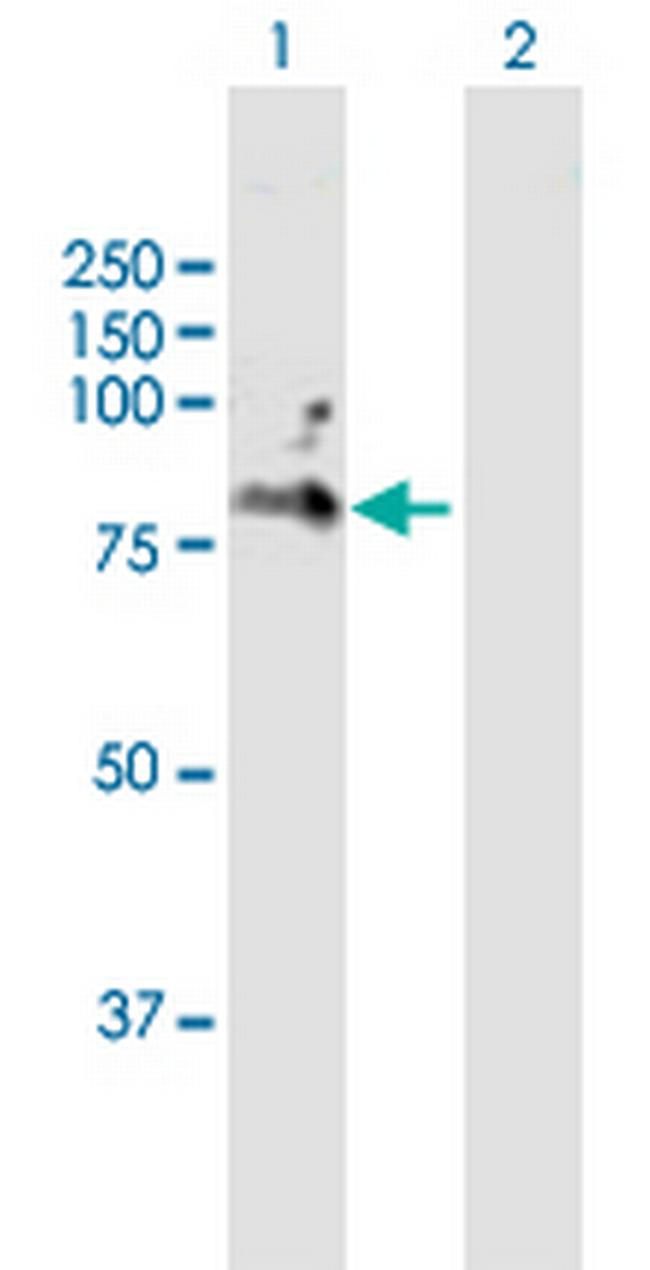 CD6 Antibody in Western Blot (WB)