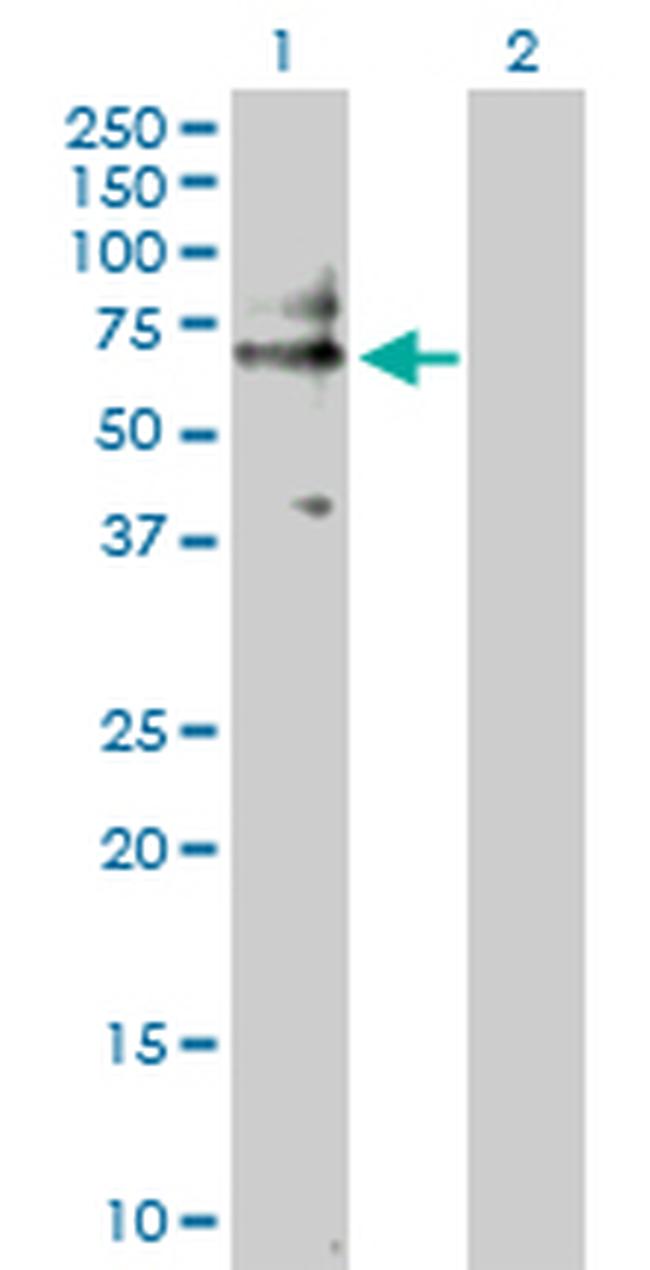 CD19 Antibody in Western Blot (WB)