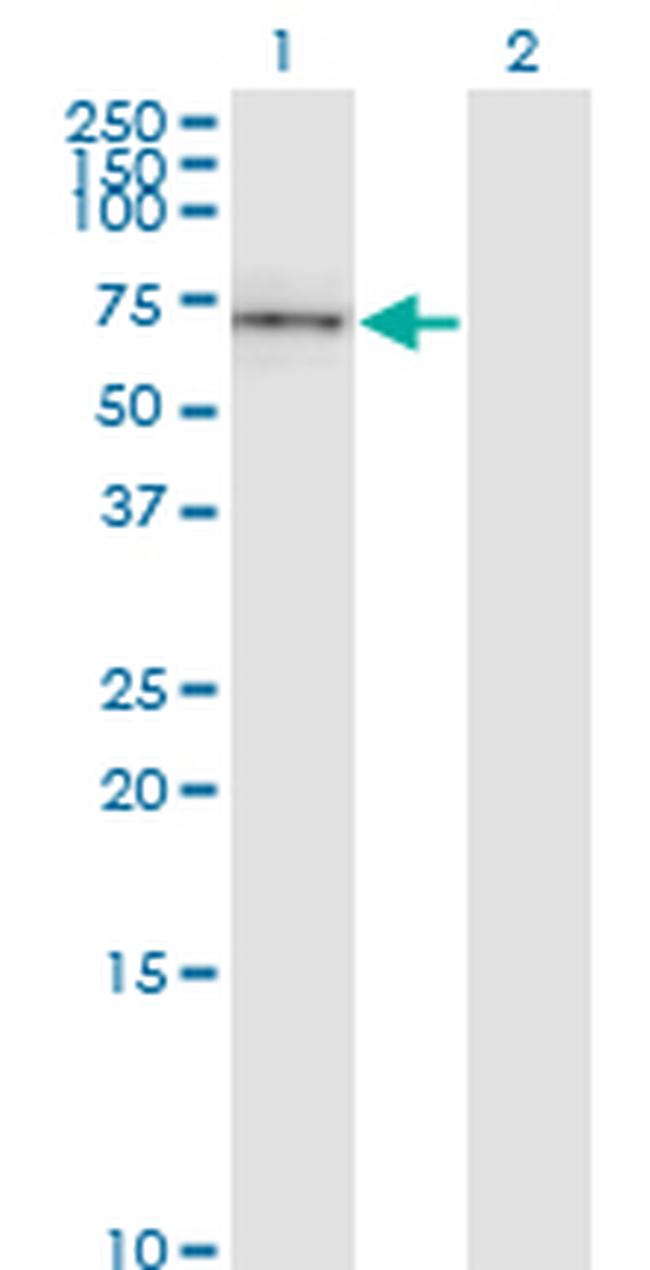 CD19 Antibody in Western Blot (WB)