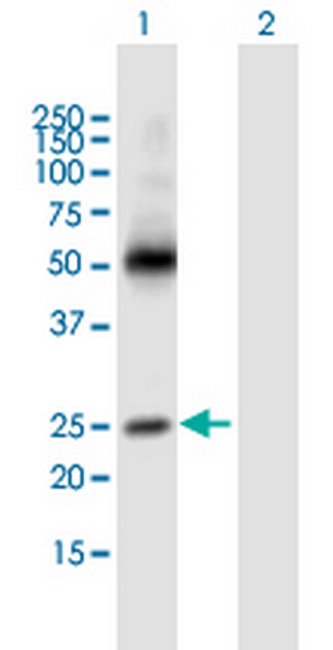 MS4A3 Antibody in Western Blot (WB)