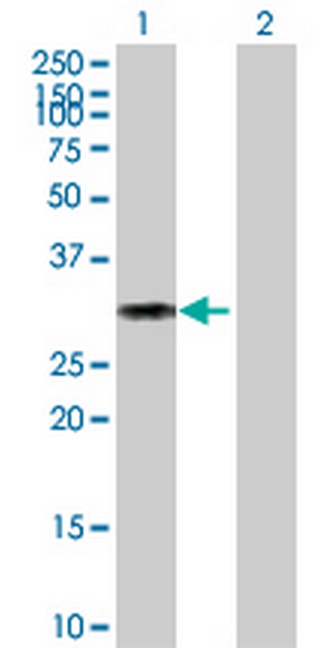 CD27 Antibody in Western Blot (WB)